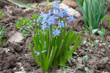 Purple Hyacinth Flower. Close-Up Of Purple Flowering Plants in Spring.