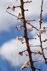 Spring has come, the first green. Nature wakes up. Dissolve the first leaves on the branches. Green house on the windowsill. Warm days. The branches of a maple in the circle. Kidney trees disclosed