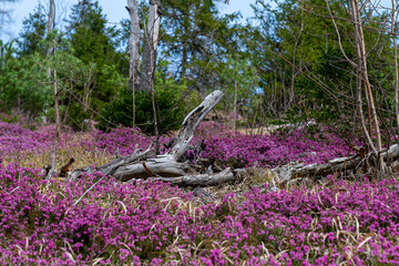 Schneeheide -  (Erica carnea)  in der Ramsau bei Hainfeld
