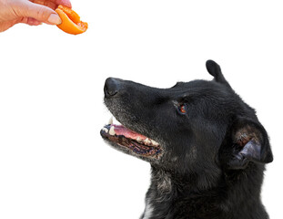 a dog wants to eat a ripe orange apricot from a woman's hand. isolated on a white background