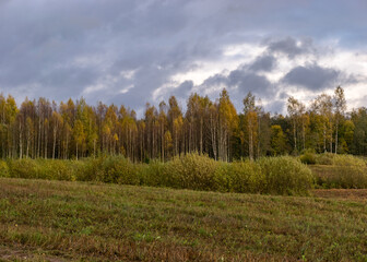 Fototapeta premium autumn landscape with colorful yellow trees in the background, foreground field, golden autumn, expressive sky, autumn time