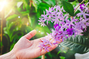 Woman hand touching  Queens Wreath Vine or  Petrea volubilis  purple flowers through sunlight in morning of spring. 