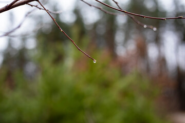 raindrop on unblown twig in the forest, horizontal.