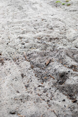 sandy road in the forest for a walk, natural background, vertical.