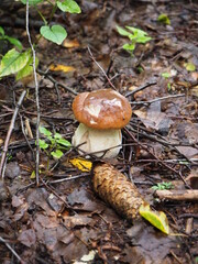 small mushroom and pine cone in the autumn forest, close-up