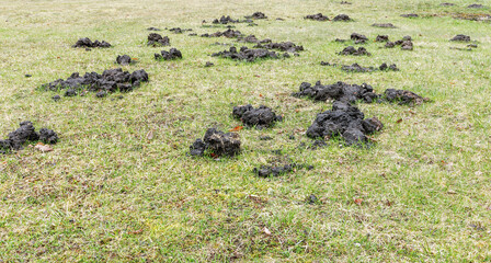As the air warmed, the moles dug a lot of earth to the surface