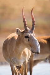 Wild male Saiga antelope or Saiga tatarica in steppe