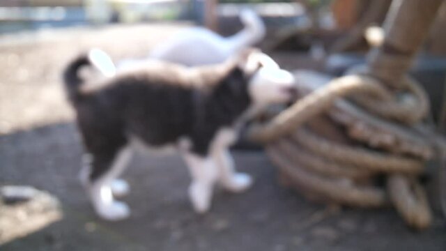 S&uuml;&szlig;er Husky Welpe knabbert bei&szlig;t Holz und ein Seil