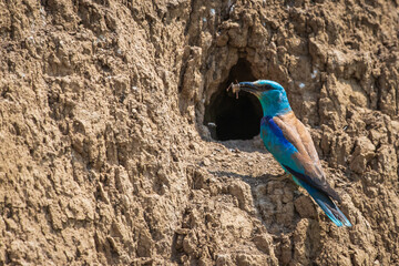 European roller or coracias garrulus feeding chicks in nest hole