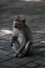 monkey looking