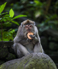 portrait of a monkey eating