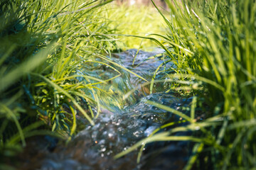 Gras und Bach im Frühjahr