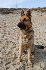 German shepherd dog sits on the sand shore of the lake in spring. Walk with a pet.