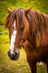 horse on alpine pastures, alps, austria, gastein