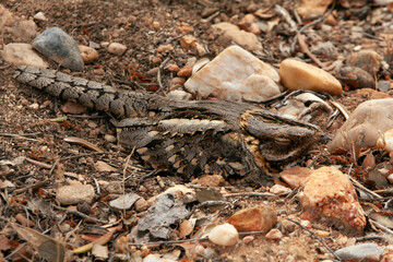 Red-necked nightjar female brooding eggs in stony ground taking advantage of its mimetic plumage
