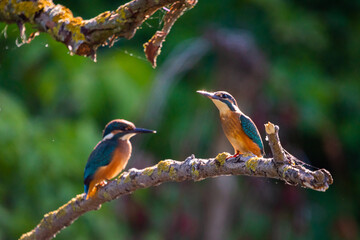 Two Common European Kingfishers or Alcedo atthis perched on a stick above the river and hunting for fish