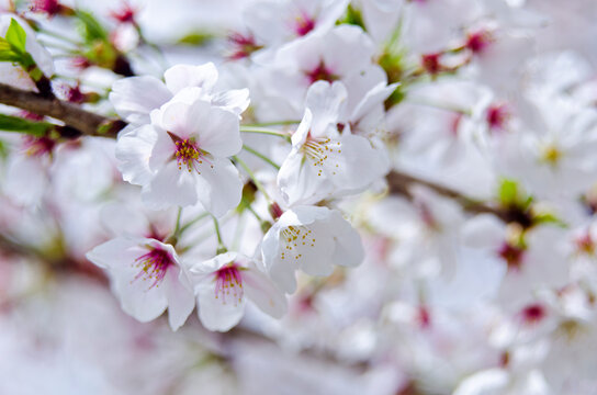 Sakura:Cherry blossom flower on tree in Japan.