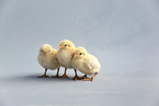 Three young yellow chicks in studio setting