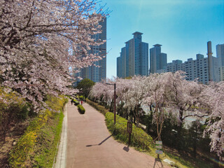 Cheery blossom blooming in haeundae, Busan, South Korea, Asia