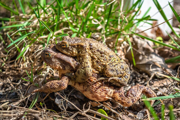 Bufo bufo The common toad, European toad, or in Anglophone parts of Europe, simply the toad is an amphibian found throughout most of Europe, collision, car, dangerous. In the garden frog.