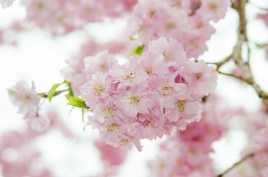 Sakura:Cherry blossom flower on tree in Japan.