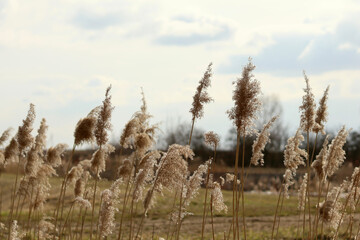 Fototapeta premium Seals on the willow flowering plants