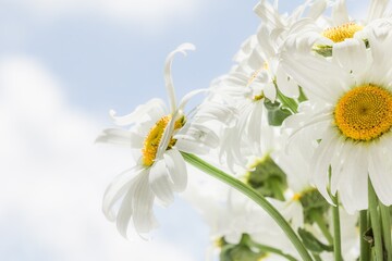 Chamomile beautiful flower sky sunny. background nature.