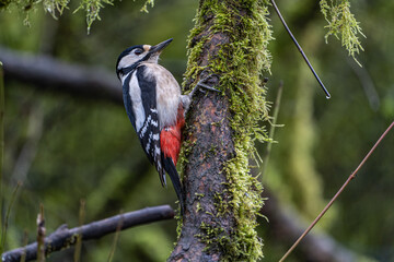 great spotted woodpecker