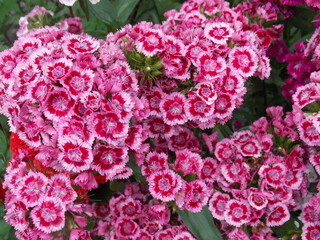 Bright pink turkish carnation close up