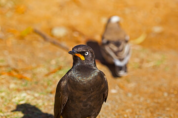 Watchful, arrogant Pied Starling bird