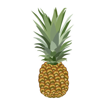 Pineapple fruit. Summer fruit for a healthy lifestyle. Vector illustration of cartoon flat icon isolated on white. Organic food. For magazines, prints, posters, brooches, covers, badges, notebooks etc