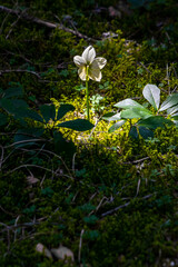 Hellebores growing in the forest	