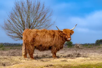 Papier Peint photo Highlander écossais highland cow