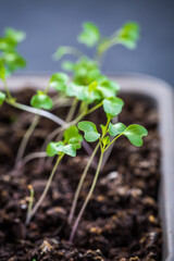 Small seedlings growing in cultivation tray