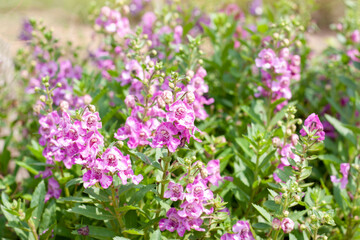 Little Turtle Flower or Angelonia goyazensis Benth bloom with sunlight in the garden.