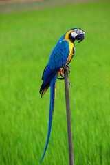 Macaw bird is beautiful bird and perch on a branch.
