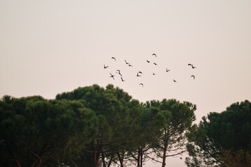 Scenic view of some pidgeons flying in the sky in the morning