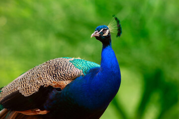Close up of the cute peacock (large  bird) on a green background