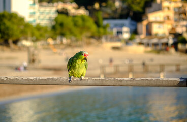 Red-lored Parrot Amazona autumnalis colorful bird blurred background