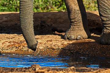 Fototapeta premium Close-up of elephant trunk with water dripping