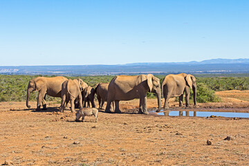 Small herd of elephants drinking with warthog