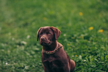 A dog with a frisbee in its mouth