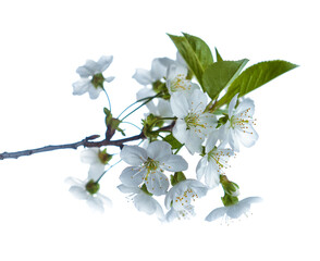 Blooming pear tree branch with beautiful white flowers with pink stamens