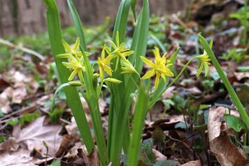 Early spring little flowers Yellow star of Bethlehem (Gagea lutea)  with the leaves look like grass. Natural floral background. Yellow flowers goose onion on the forest lawn