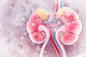 Human kidney on scientific background. 3d illustration