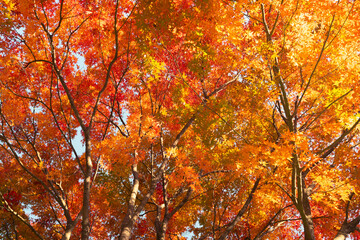 Colorful Maple trees in Korea