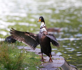Ducks in a large pond