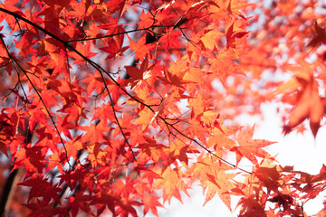 Colorful Maple trees in Korea