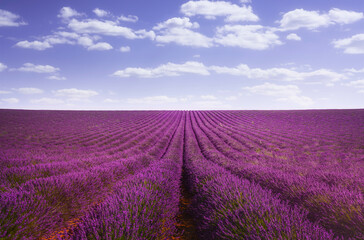 Naklejka na ściany i meble Lavender flowers fields. Provence, France