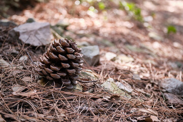 Naklejka na ściany i meble Close up view of pine cones